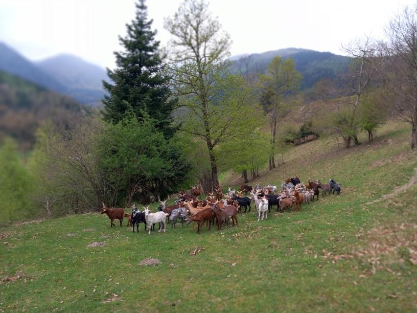 Nos 2 Gites A La Fermy'Air Mollau Exterior foto